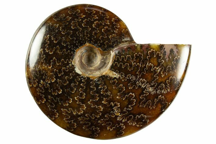Polished Ammonite (Cleoniceras) Fossil - Madagascar #344302